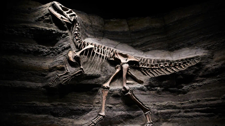 Fossil revelation