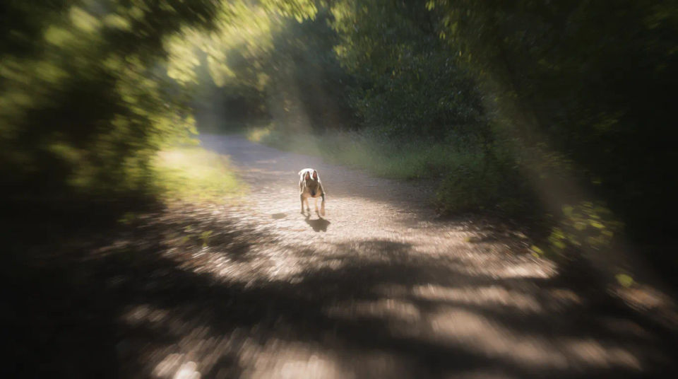 Hund im Waldspaziergang
