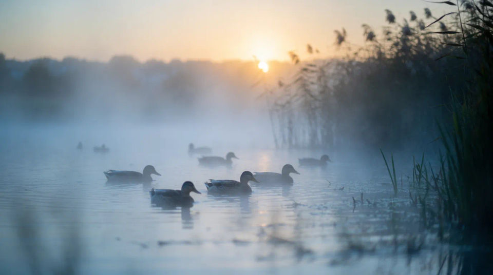 Teich im Morgengrauen
