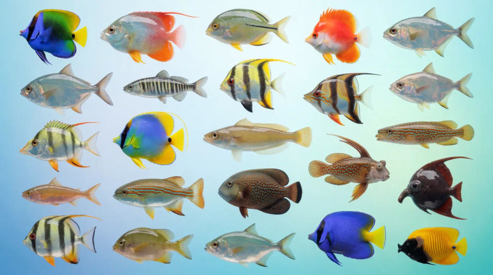 Fish collection for educational charts