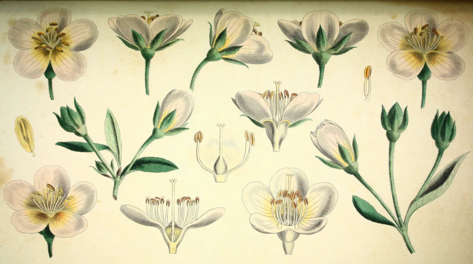 Botanical specimen study