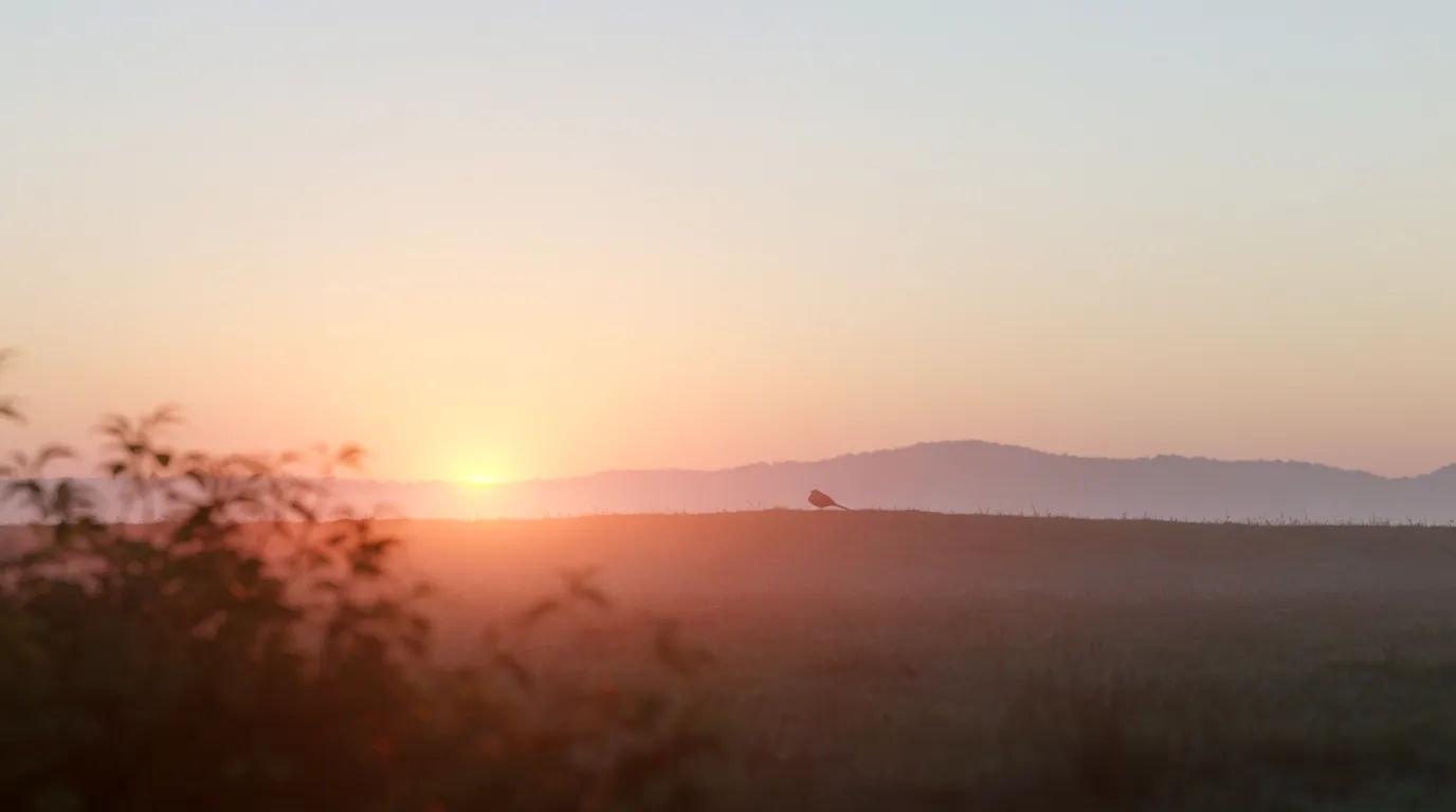 Dawn of new year