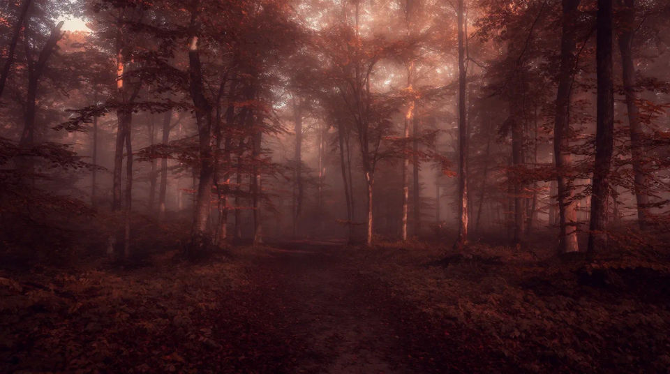 Roter Waldnebel