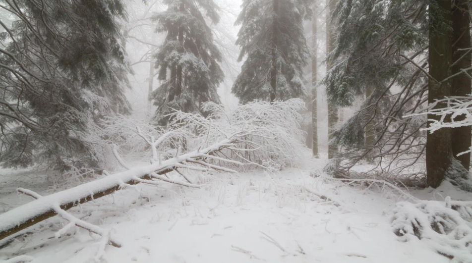 Winter forest panorama