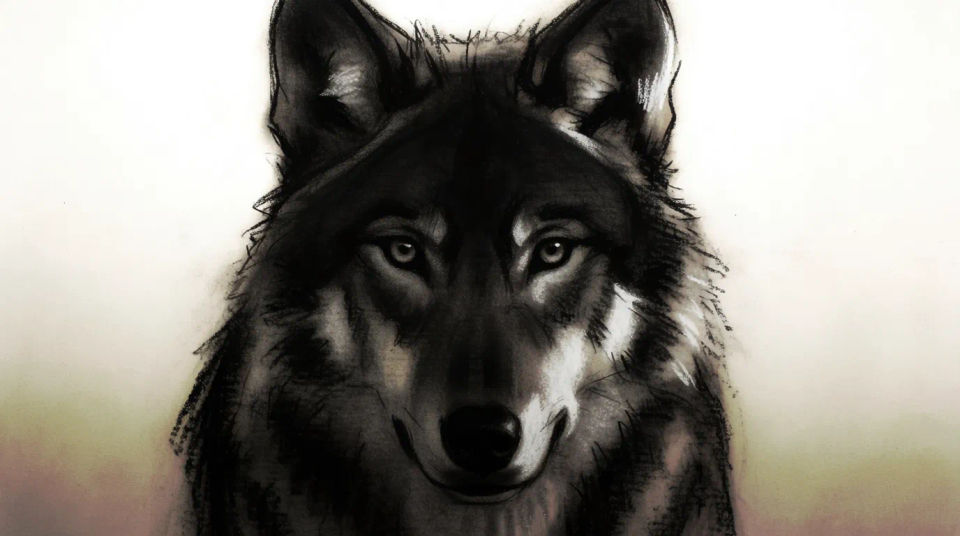 Nighttime wolf portrait
