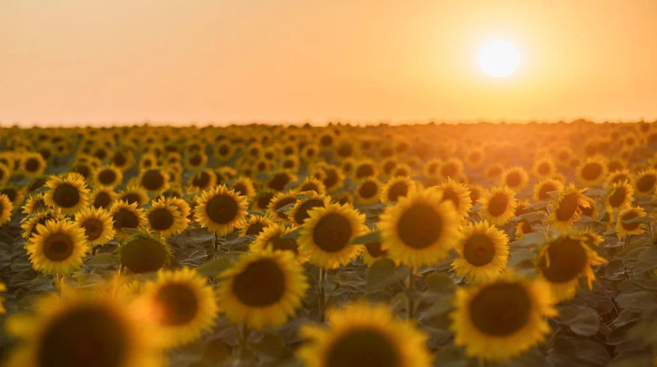 Weites Sonnenblumenfeld