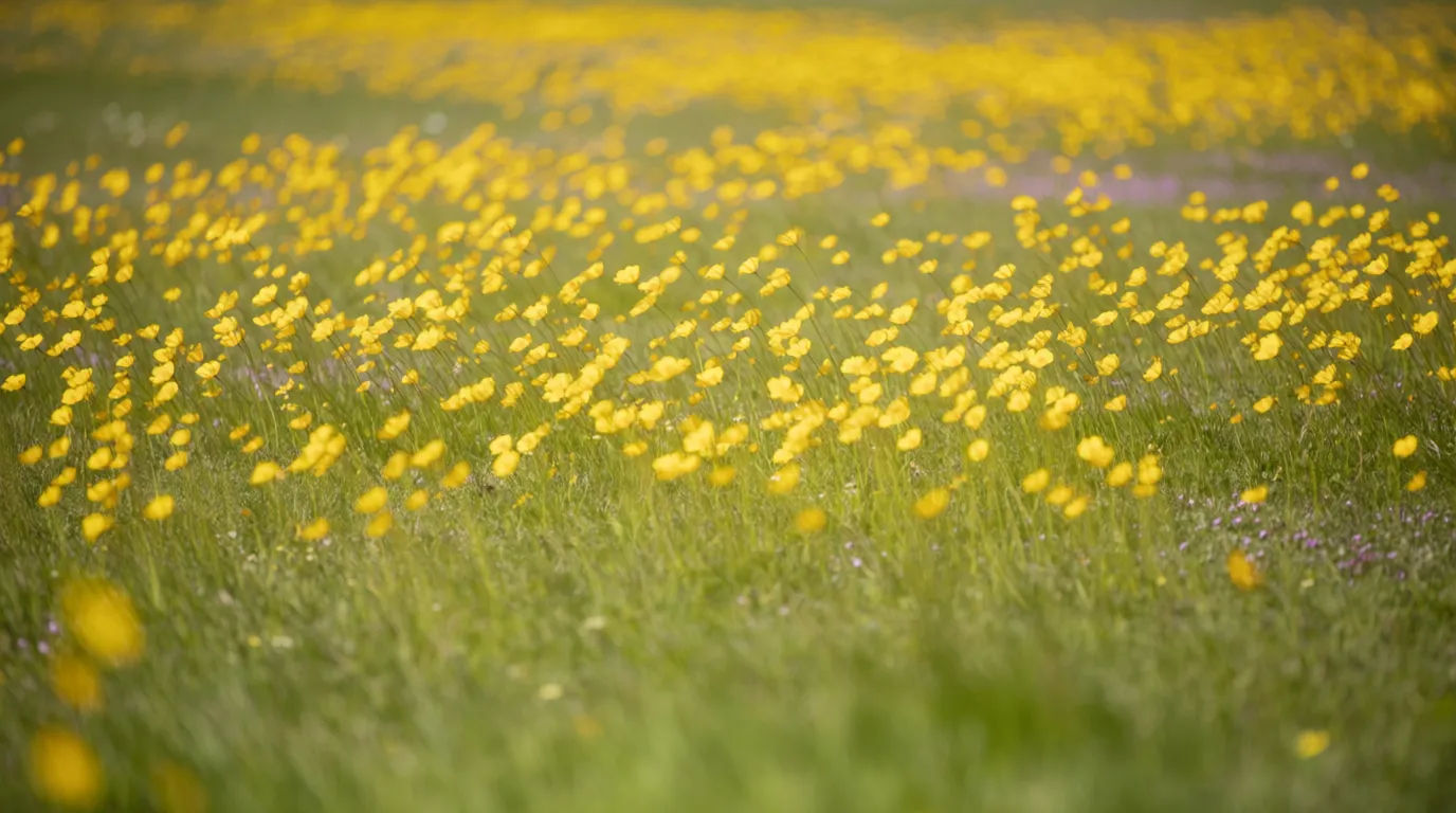 Yellow wildflower meadow
