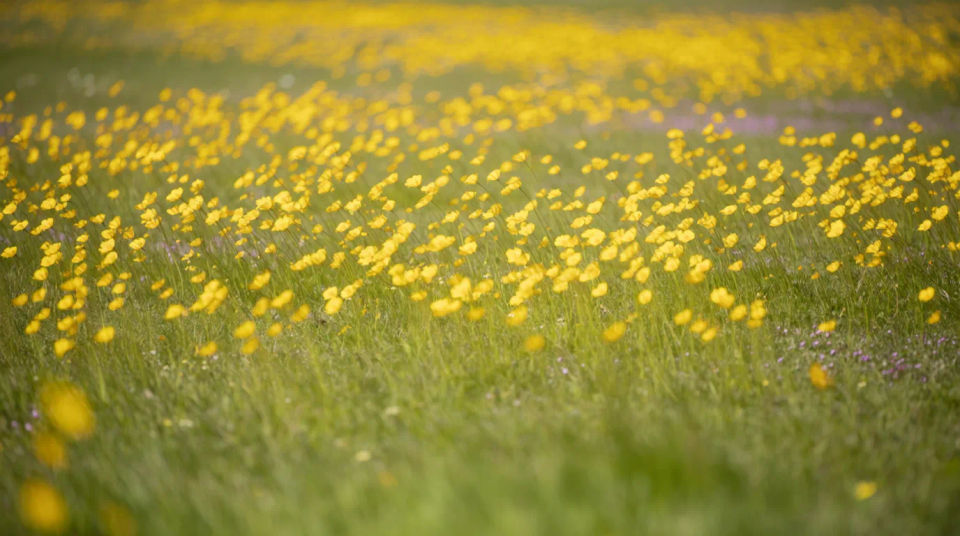 Gelbe Wildblumenwiese