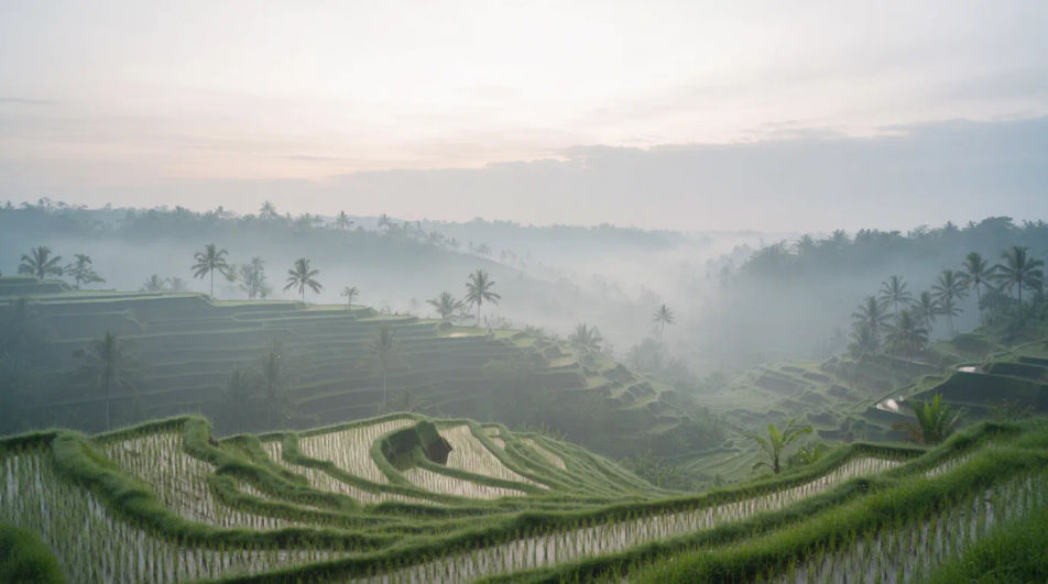Rice valley panorama