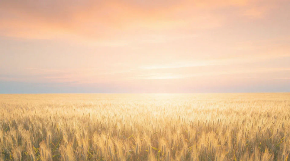 Golden field at dawn