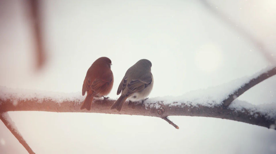 Pareja en rama invernal