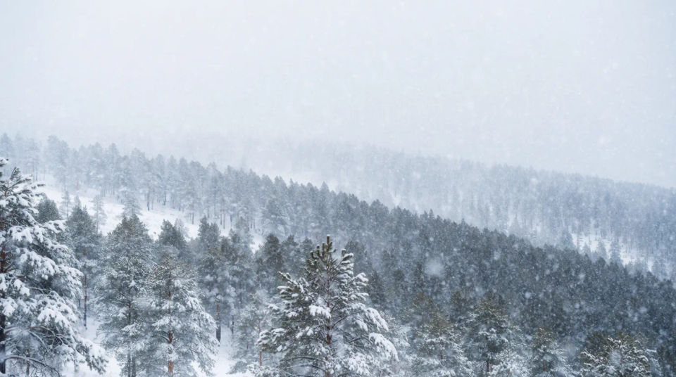 Nevada sobre el bosque panorámica