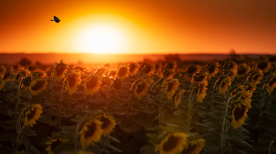 Campo al atardecer