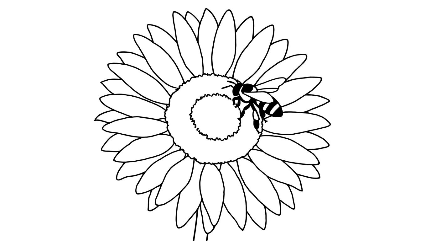 Bee and sunflower close-up