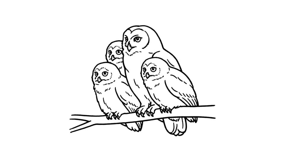Owl family scene