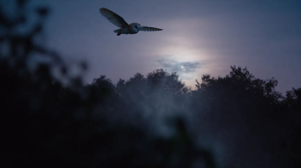Vuelo nocturno bajo la luna