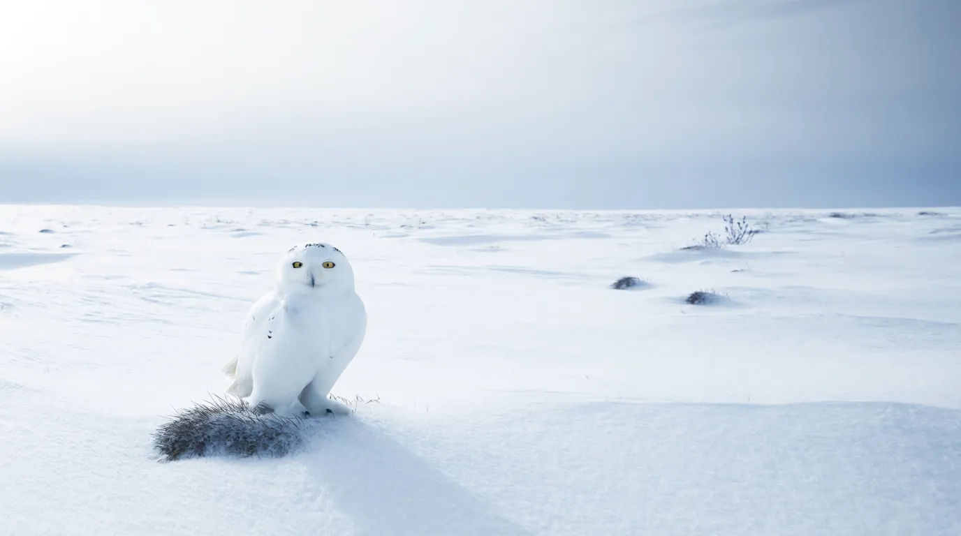 Snowy owl tundra