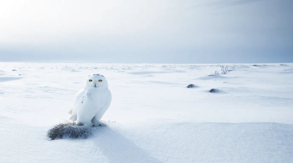Tundra de lechuza blanca