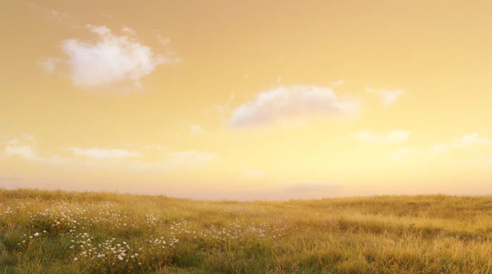 Golden meadow