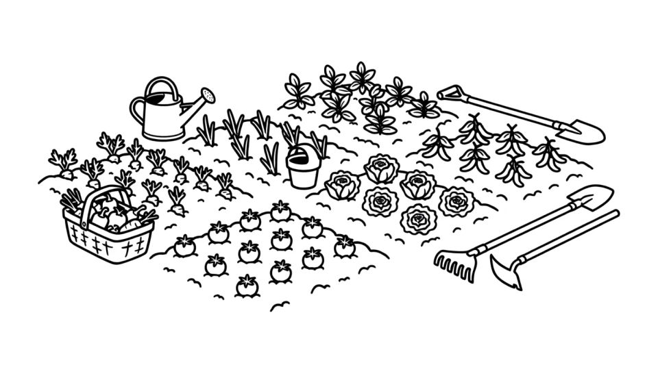 Vegetable garden rows