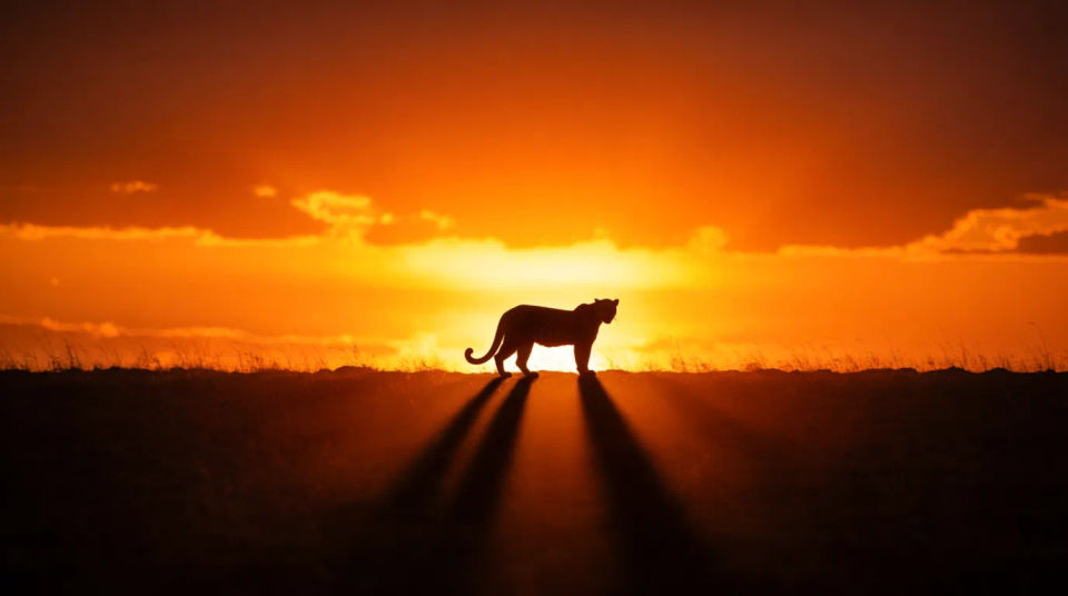 Cresta al atardecer