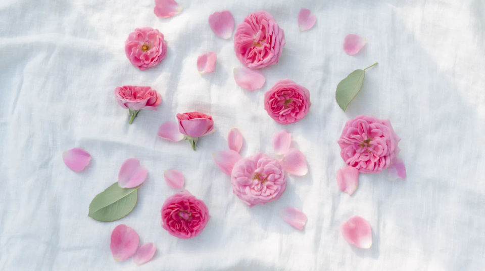 Rose flatlay aesthetic