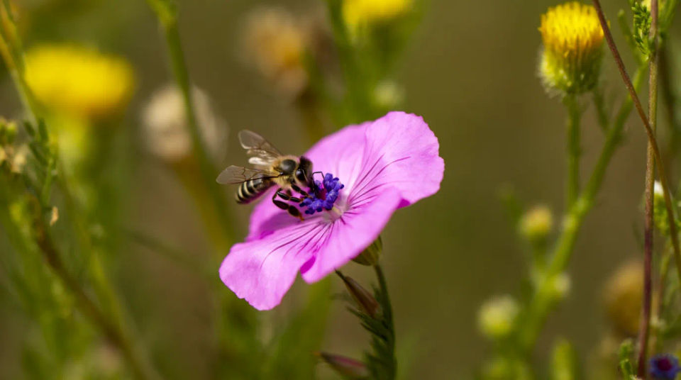 Abeja sobre la flor