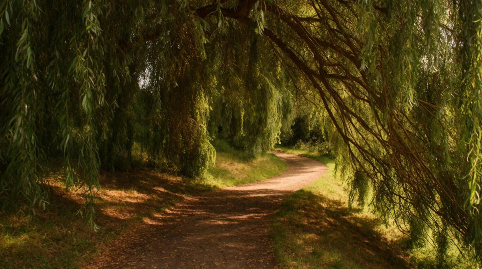 Sendero túnel de sauce