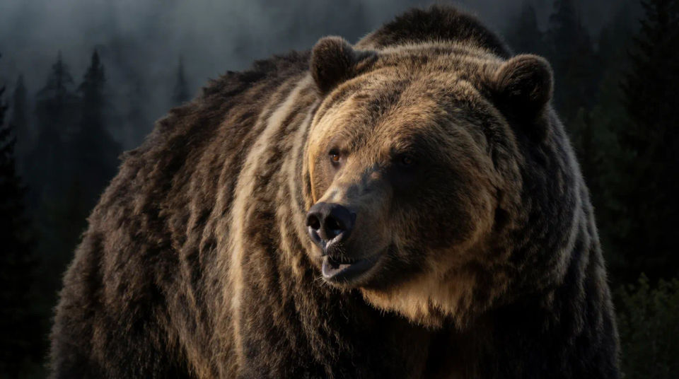 Grizzly-power crop