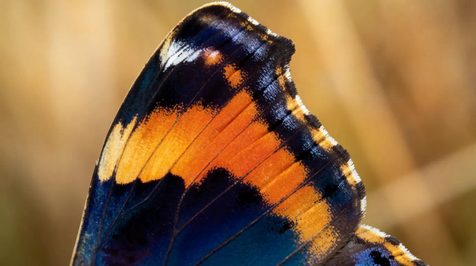 Macro-detail crop