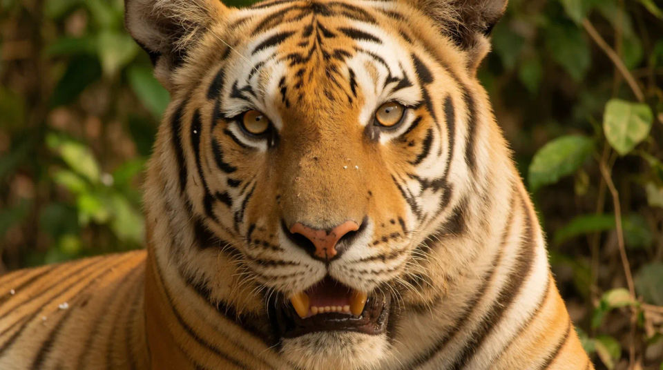 Striped close-up crop