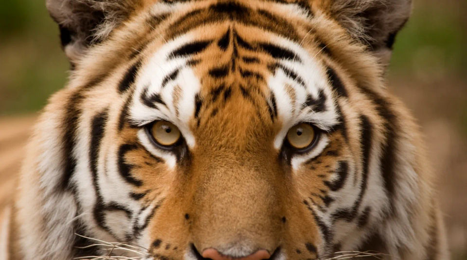 Piercing-eyes crop