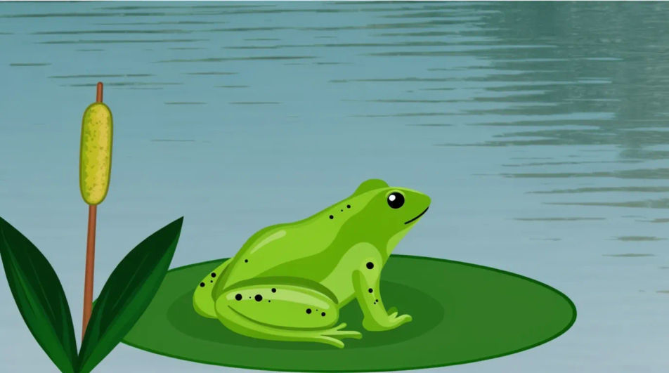 Frog on lily pad