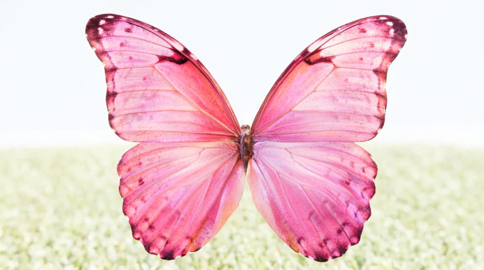 Tablet home-screen crop