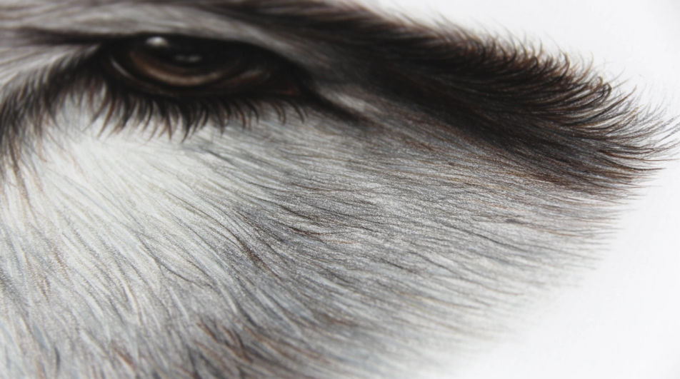 Macro eye and fur