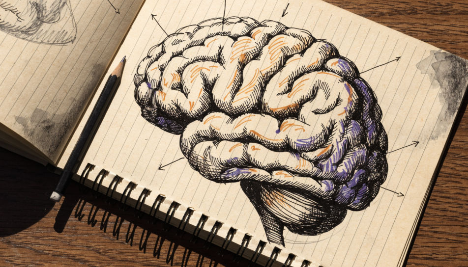 Notebook anatomy page