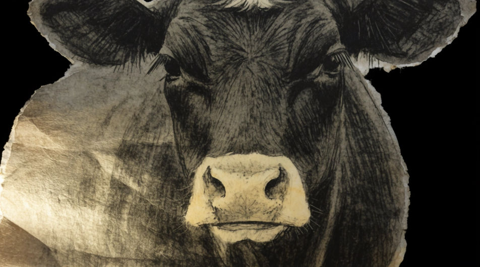 Cow head close crop