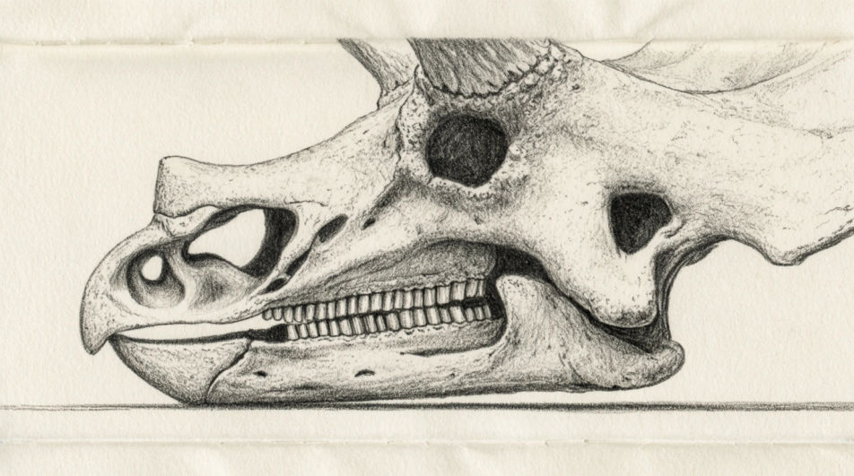 Skull profile study