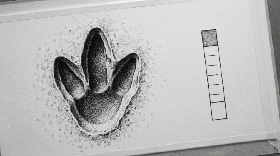 Footprint and scale detail