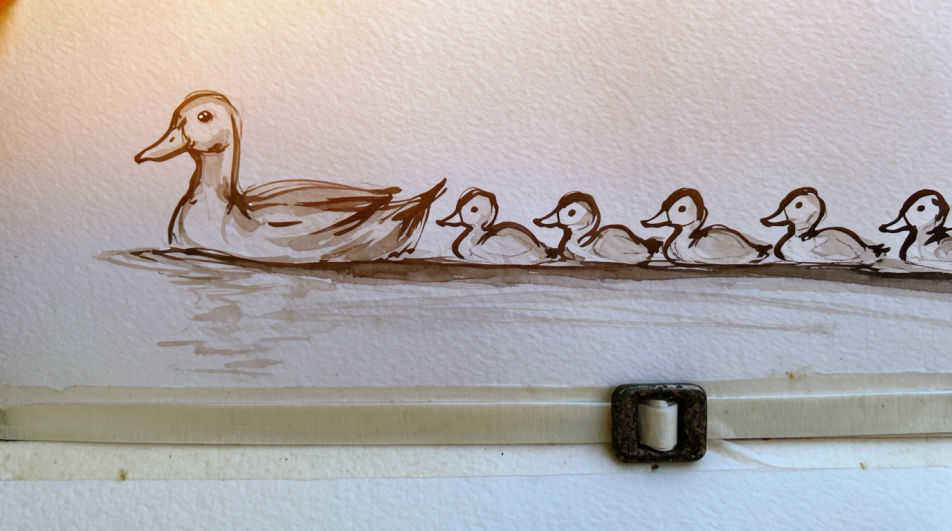 Duck with ducklings in a row