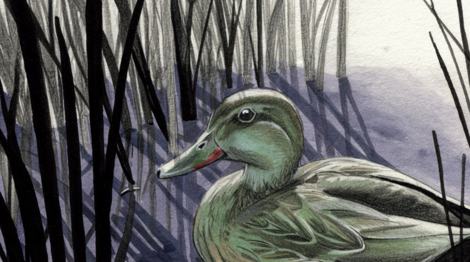 Pond edge in the reeds