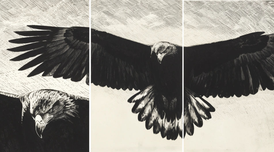 Wingspan against the sun