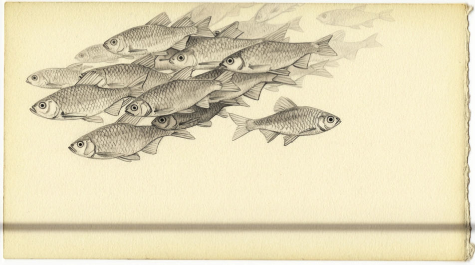 Shoal in ink line