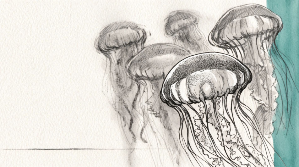 Bloom of many jellies