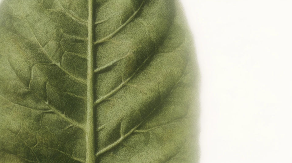 Venation close-up
