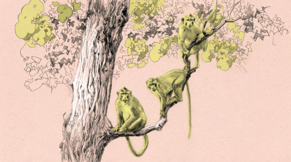 Monkey troop in a tree