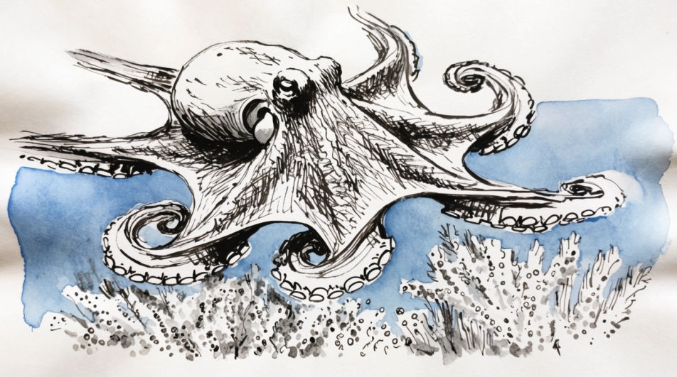 Octopus over a coral bed