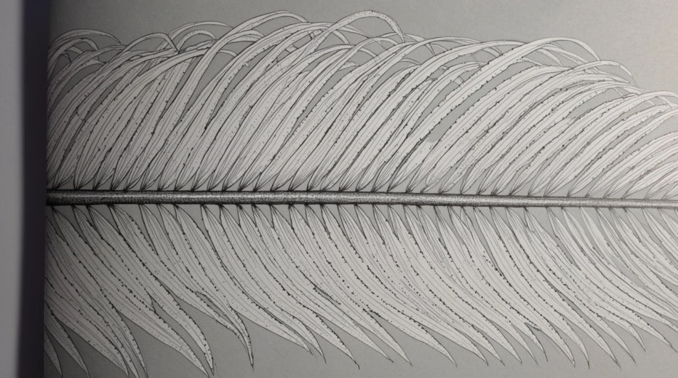 Frond structure close-up