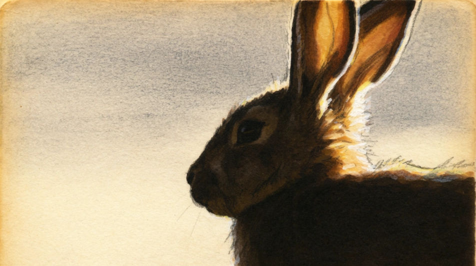 Ears backlit at dawn