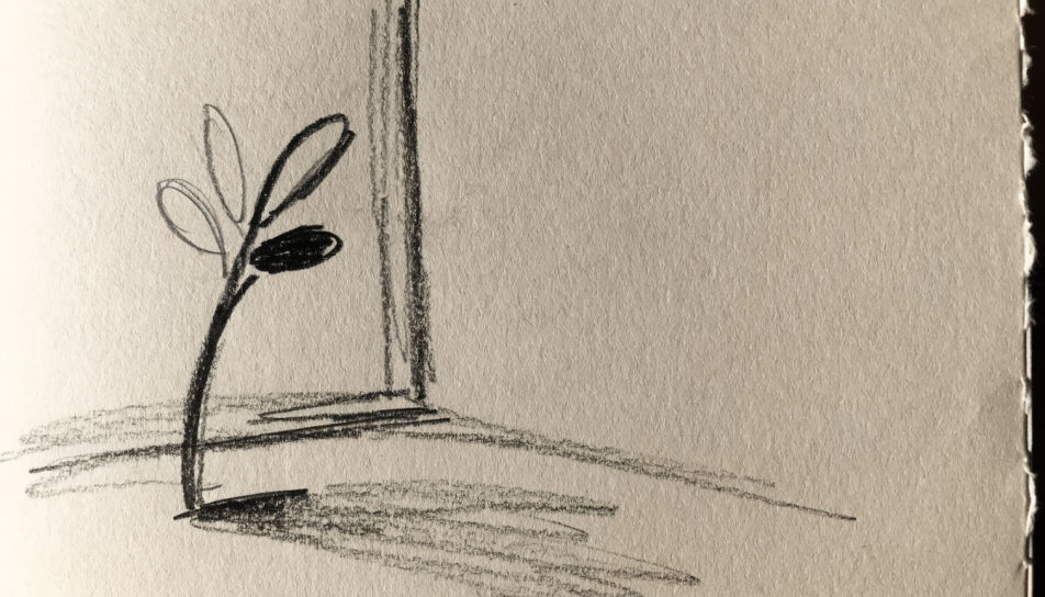 Window plant in morning light